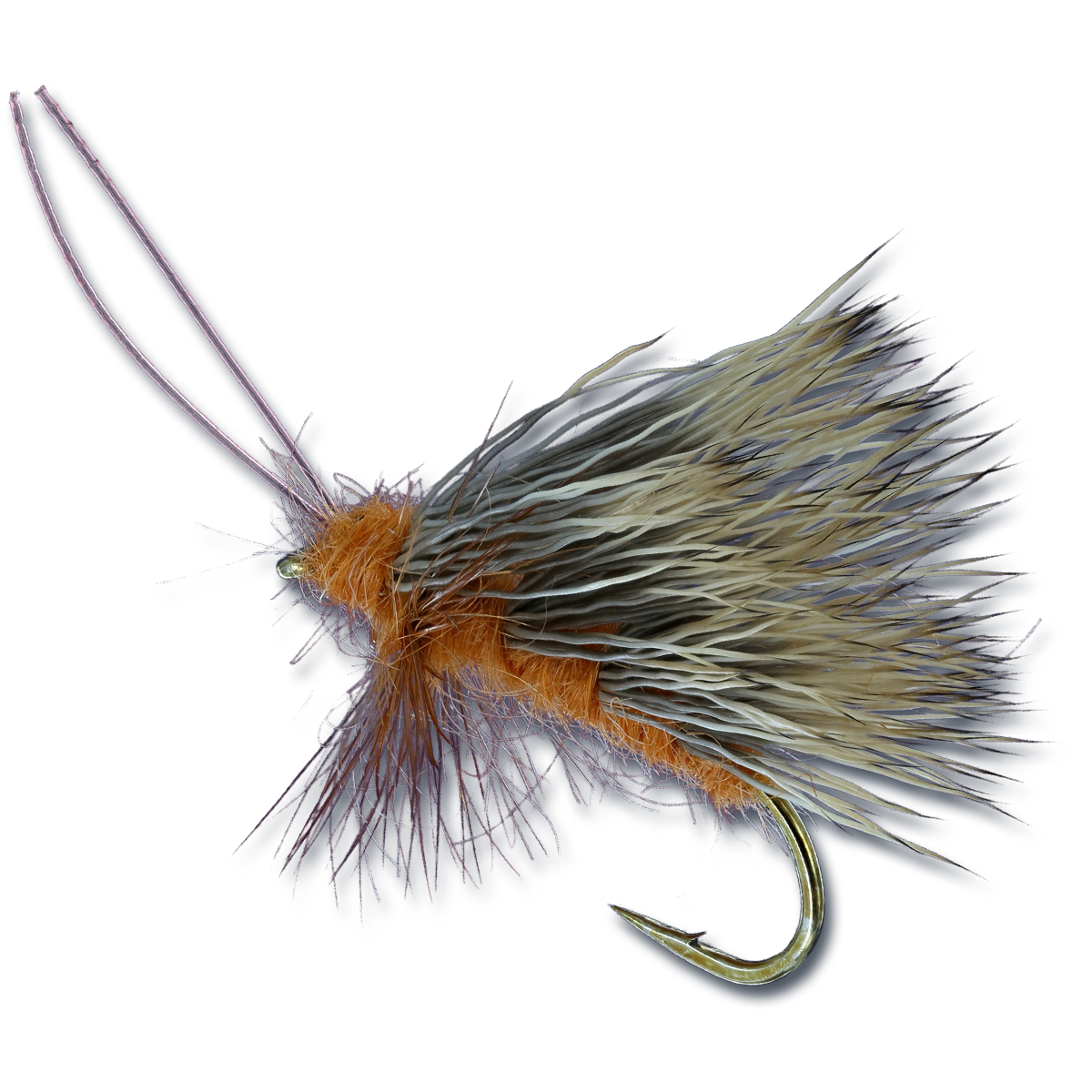 Sedgeback October Caddis - #10