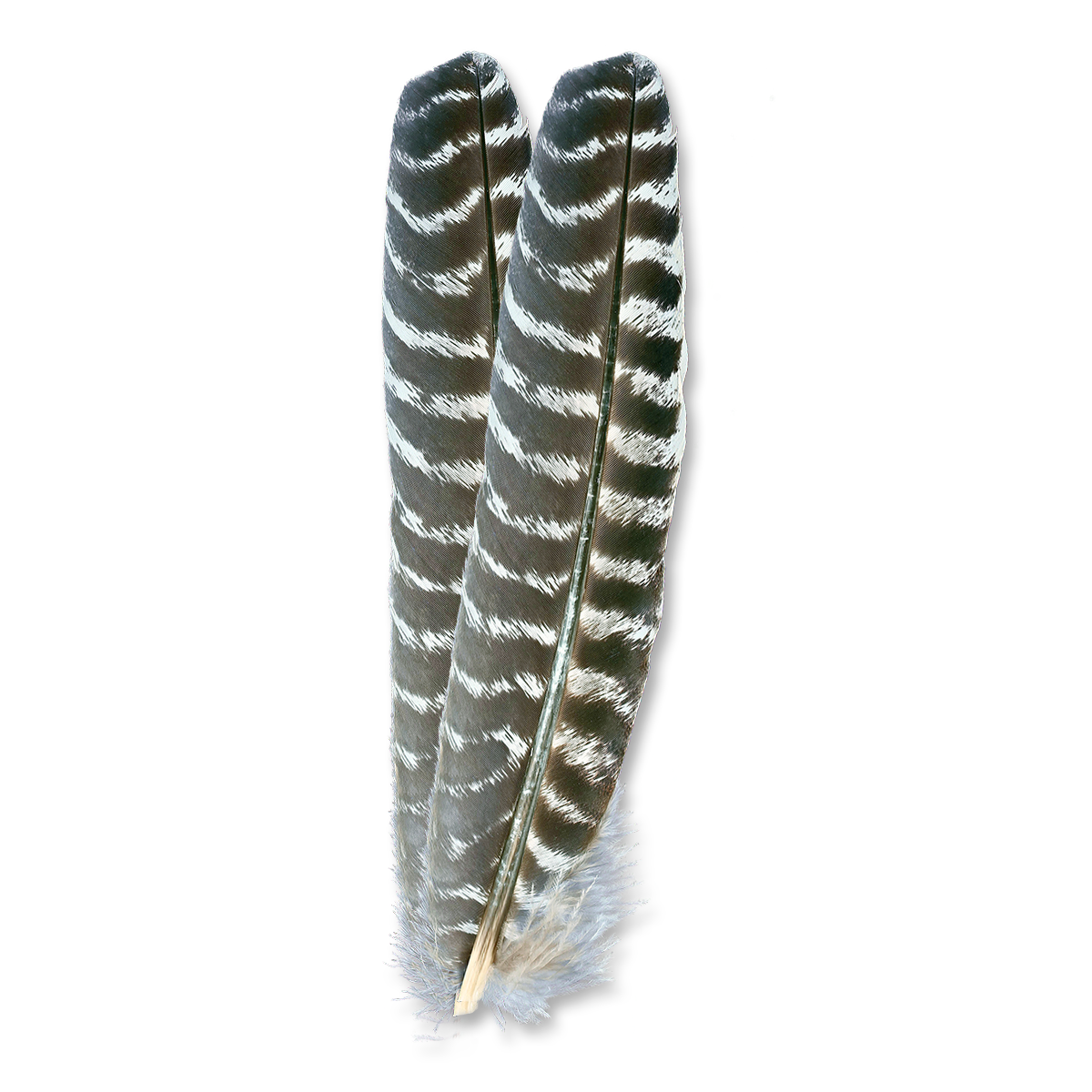 Mottled Ozark Oak Turkey Quills