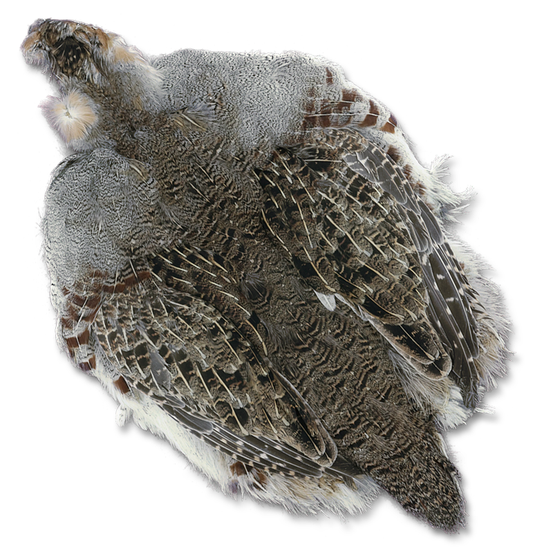 Full Hungarian Partridge Skin