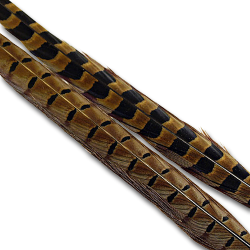 Ringneck Pheasant, Full Tail