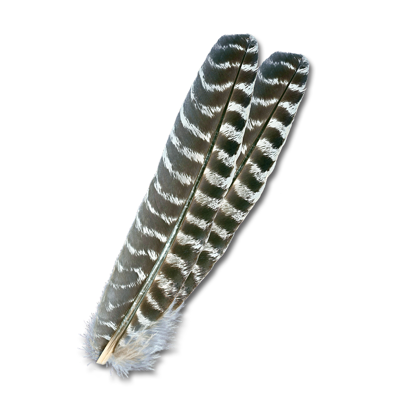 Mottled Ozark Oak Turkey Quills