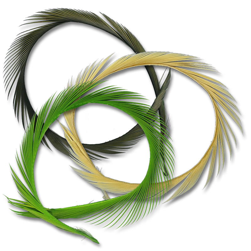 Stripped Goose Quills (Biots)