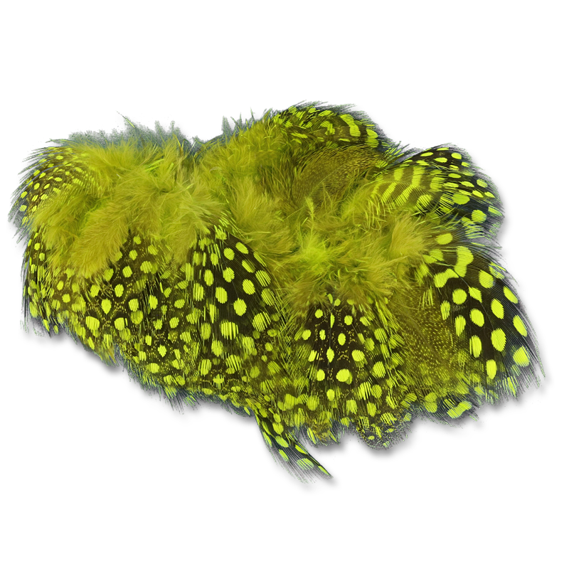 Select Guinea Body Feathers
