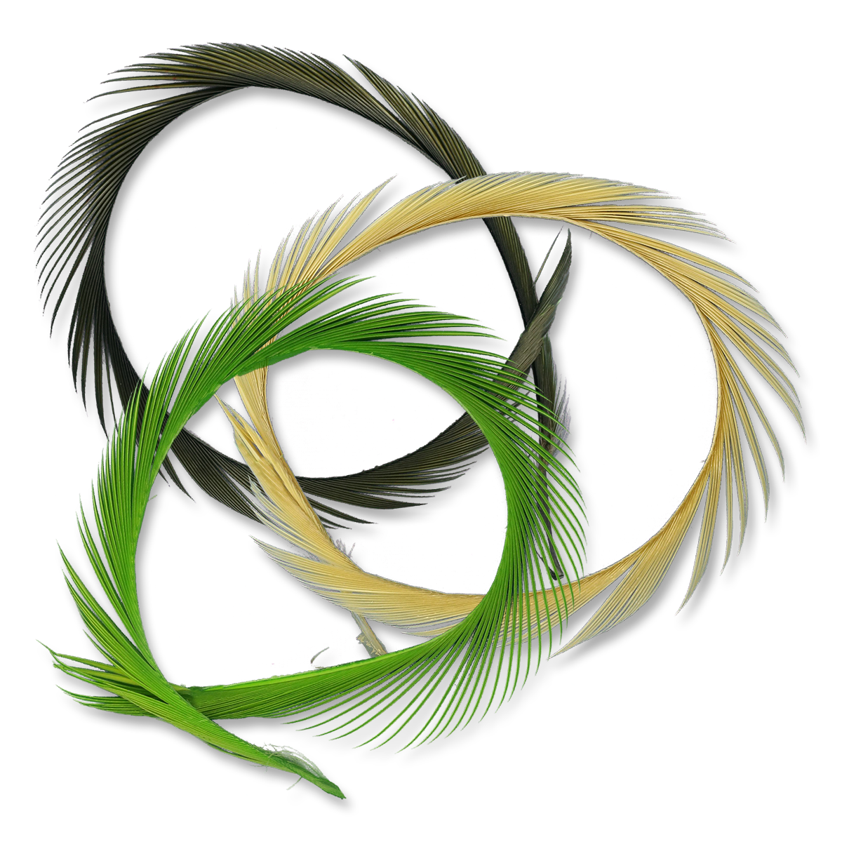 Stripped Goose Quills (Biots)