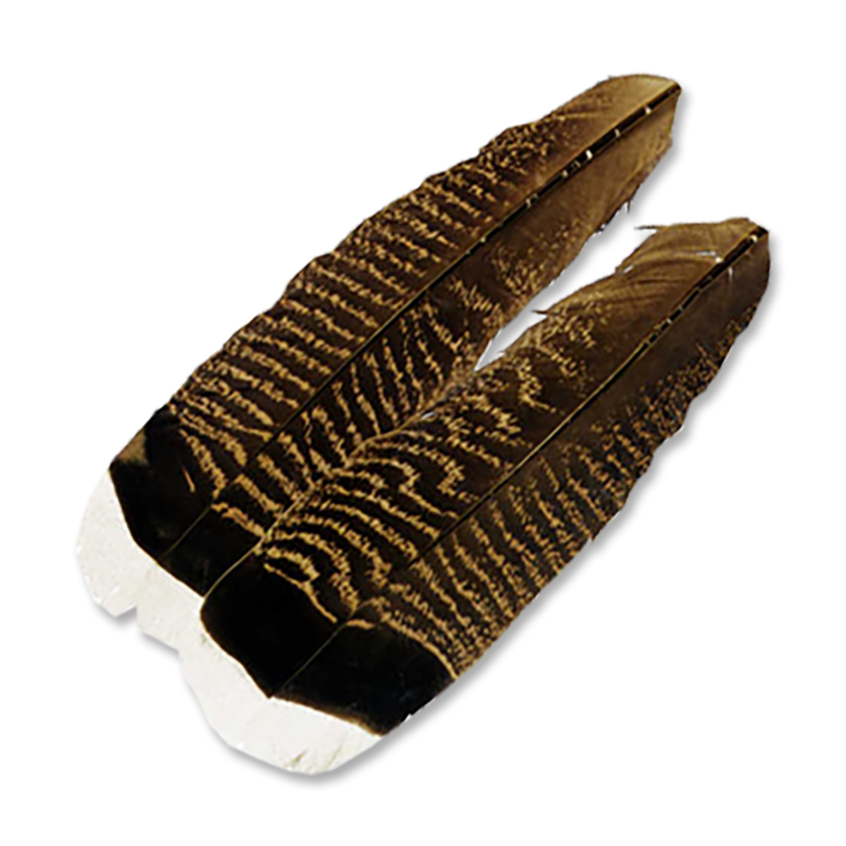 Select Turkey Tail Feathers