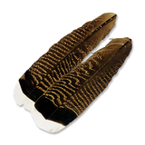 Select Turkey Tail Feathers