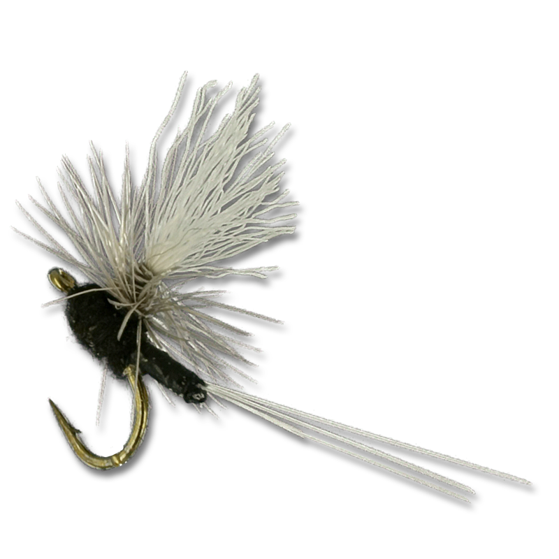 Iwan-E-Para Dun - Trico #22