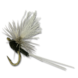 Iwan-E-Para Dun - Trico #22