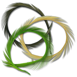 Stripped Goose Quills (Biots)