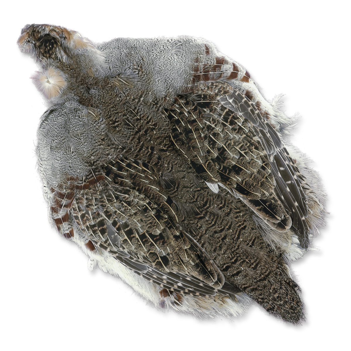Full Hungarian Partridge Skin