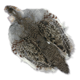 Full Hungarian Partridge Skin