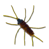 RK's Russell Legs - #6