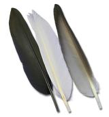 Duck Quills