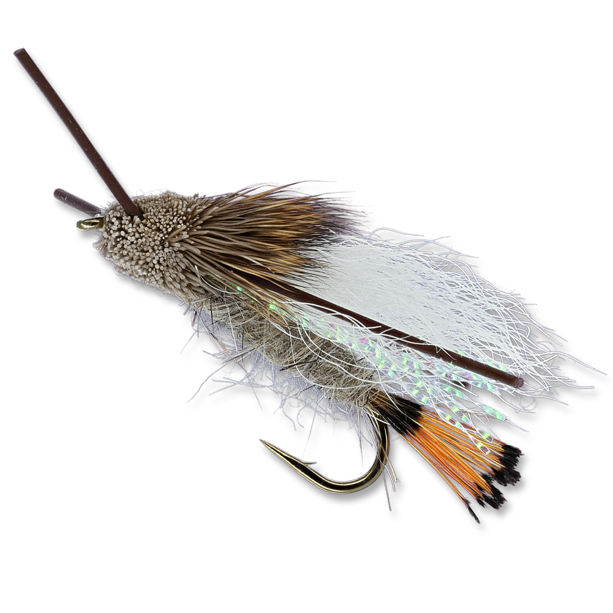 Turck's Tarantula - Tan