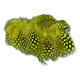 Select Guinea Body Feathers