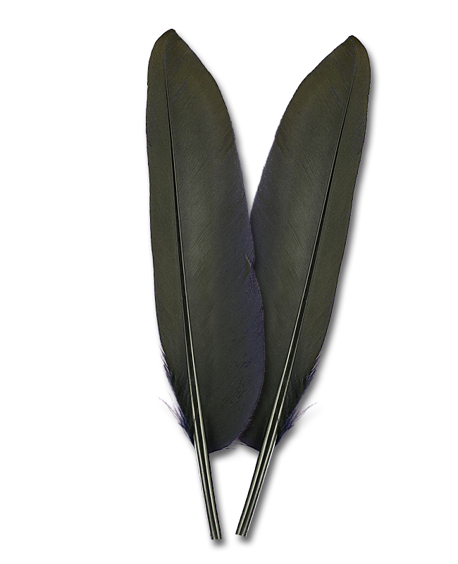 Duck Quills