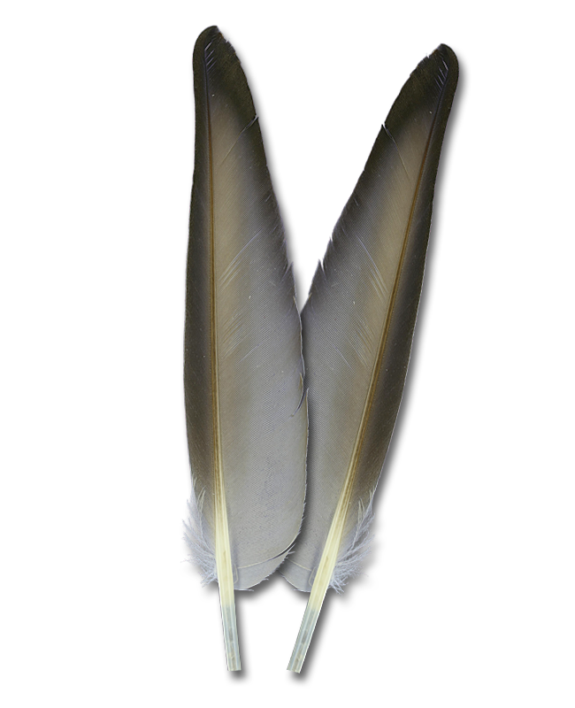 Duck Quills