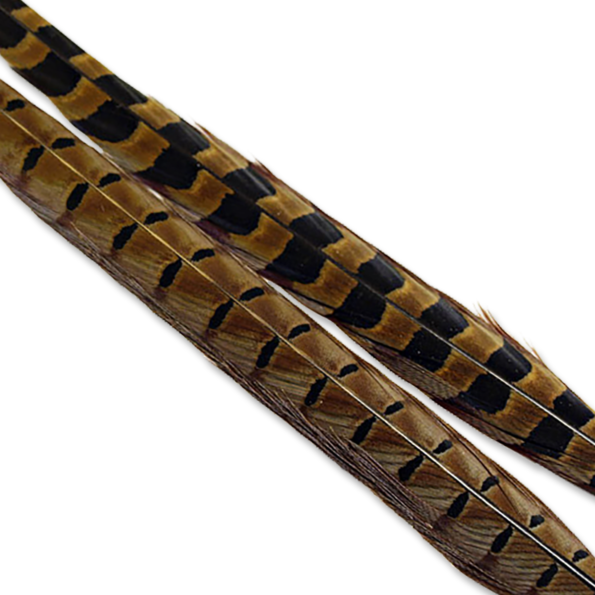 Ringneck Pheasant, Full Tail