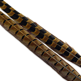 Ringneck Pheasant, Full Tail