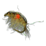 Expecting Scud - #14