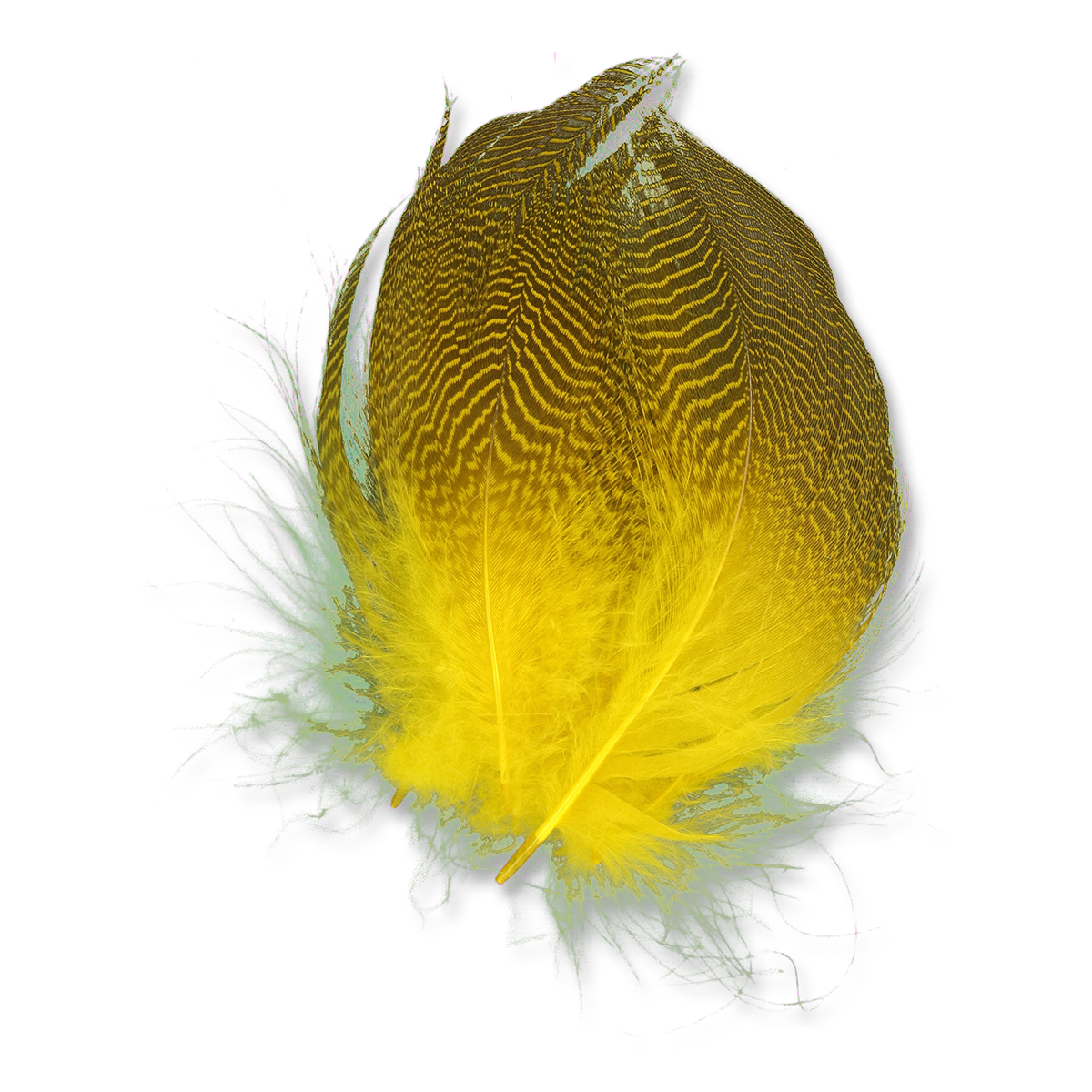Dyed Gadwall