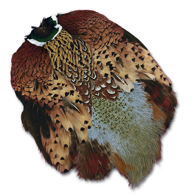 Ringneck Pheasant Skin