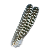 Mottled Ozark Oak Turkey Quills