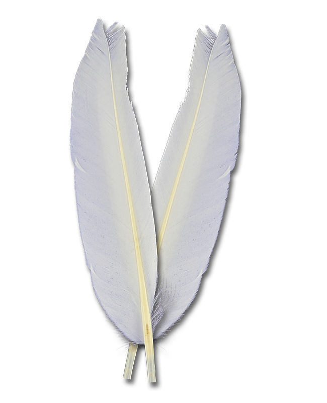 Duck Quills