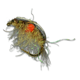 Expecting Scud - #14