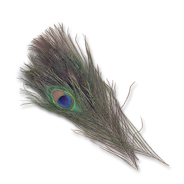 Natural Peacock Eyes