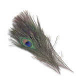 Natural Peacock Eyes