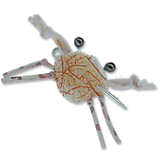 Contraband Crab - #4