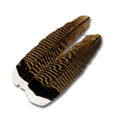 Select Turkey Tail Feathers