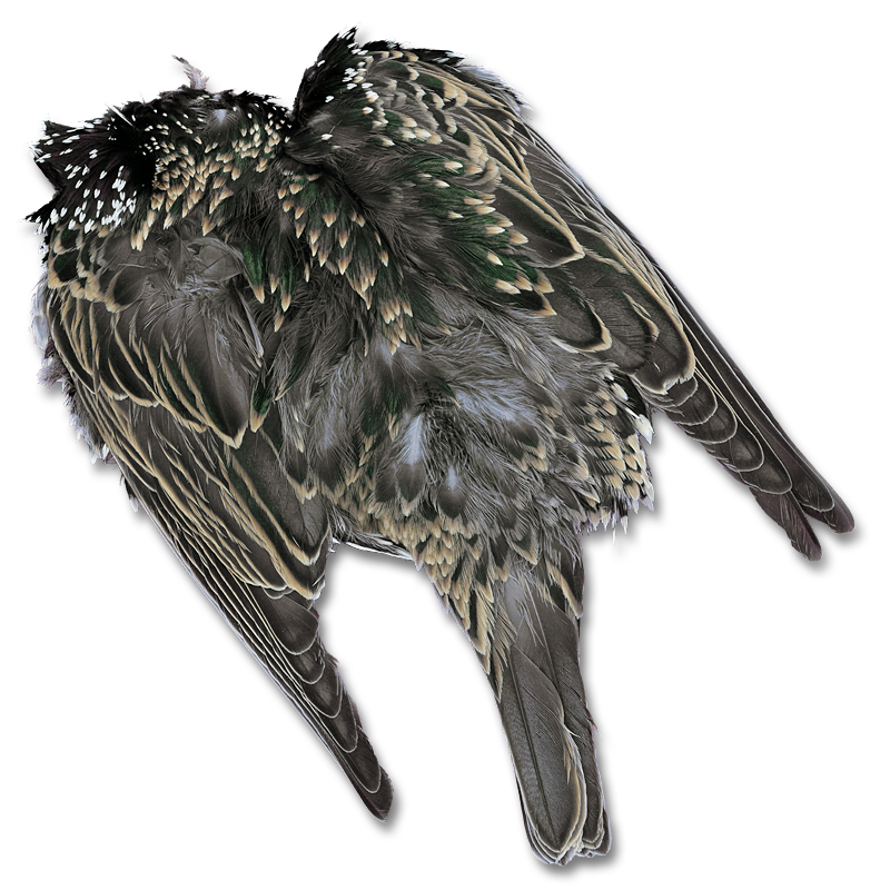 Starling Skin