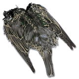 Starling Skin
