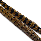 Ringneck Pheasant, Full Tail