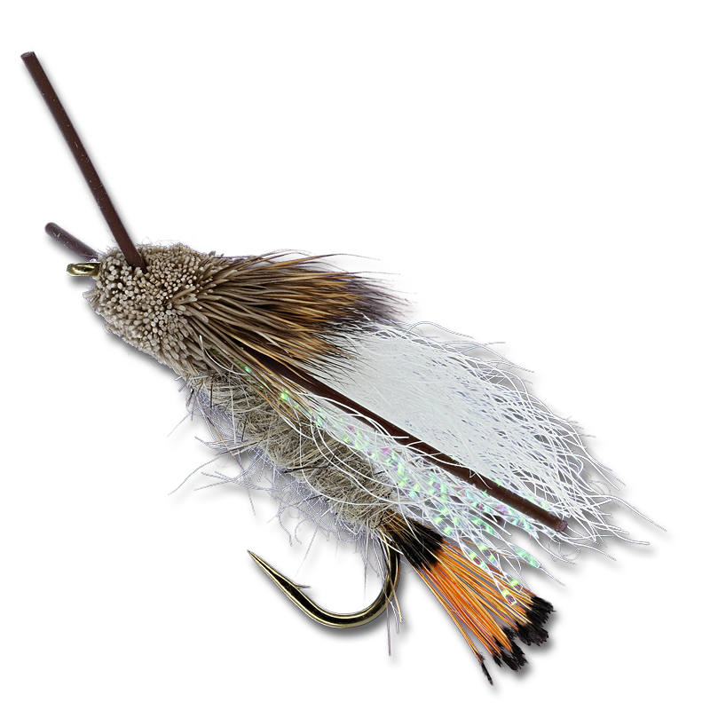 Turck's Tarantula - Tan