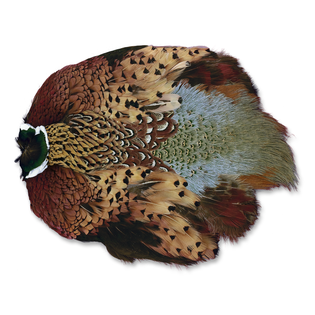 Ringneck Pheasant Skin