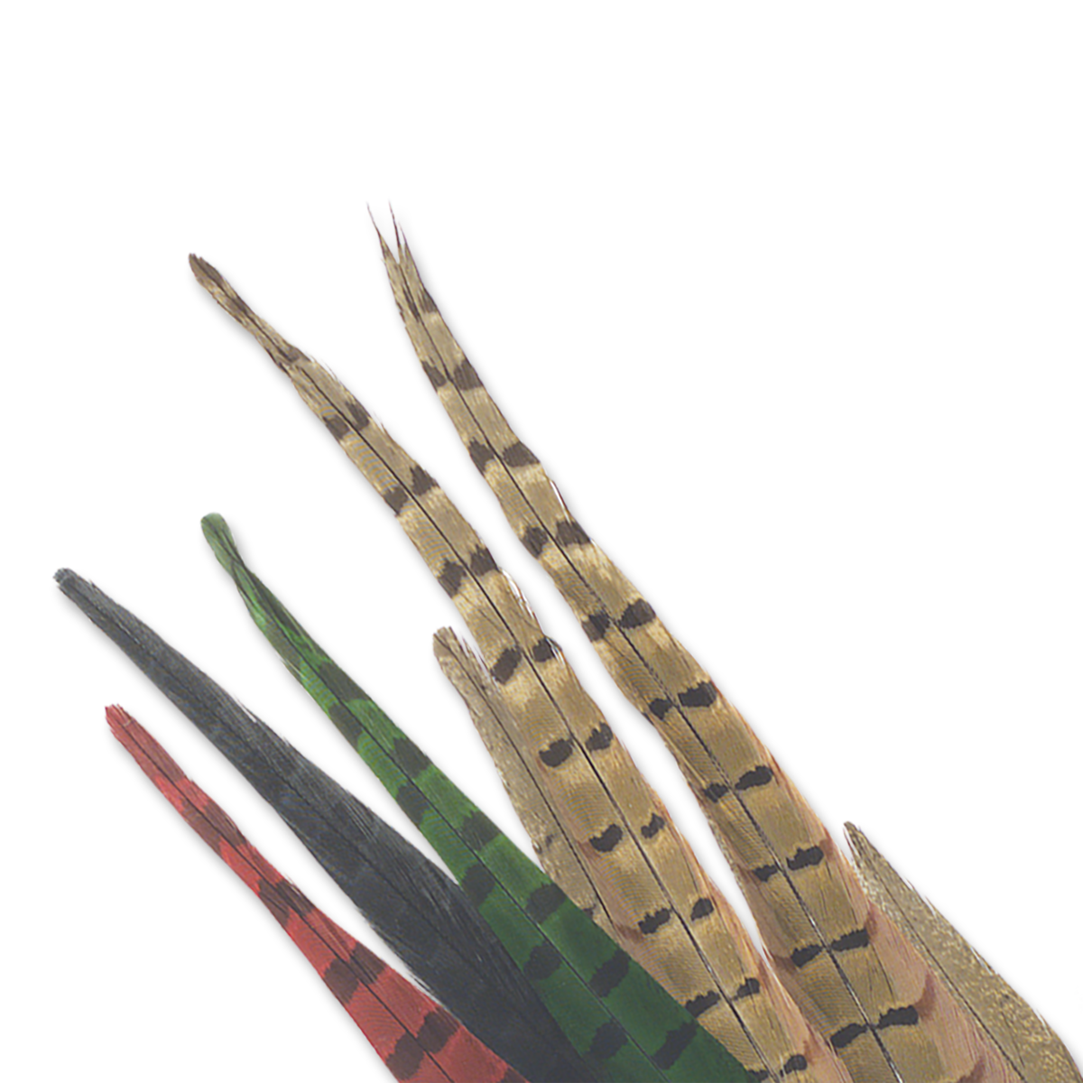 Pheasant Tail Feathers