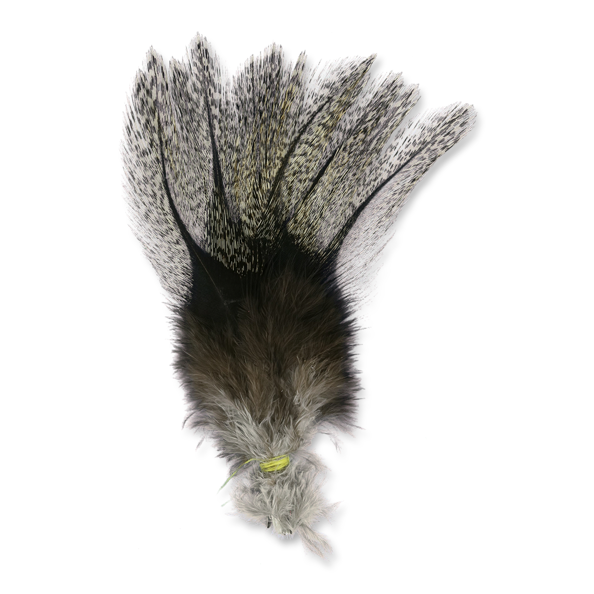 Coq De Leon